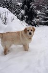 Cooper 17