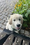 Charlie 08