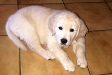 Rosie 09