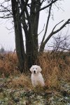 Gessie 26