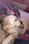 Rosie 13