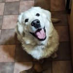 Hubert 11