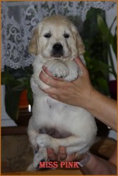 ruzovka 5.t