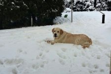 Cooper 11