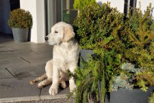 Ginny 44