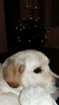 Cooper 12